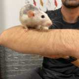 �I ratti sono animali docili, affettuosi, dotati di grande intelligenza e che si lavano pure da soli�, afferma il 26enne Marco, titolare del negozio di animali Cucci Zoo di Capurso 
